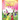 Why do we celebrate HOLI: Holi Festival