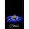 Choose Gratitude