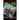Spank