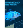 Electric Blue Hap: From Novice to Expert. Comprehensive Aquarium Fish Guide