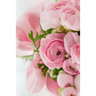 Pink Roses: Light Pink Roses Express Gentleness and Admiration While Dark Pink Roses Show Gratitude.