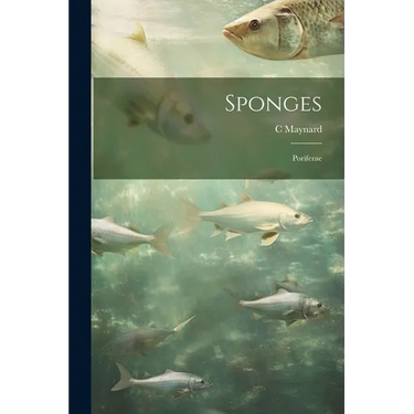 Sponges; Poriferae