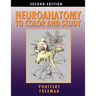Neuroanatomy to Color and Study