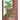 Fern the Tree Frog