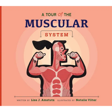 A Tour of the Muscular System