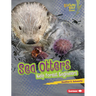 Sea Otters: Kelp Forest Engineers