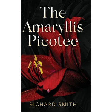 The Amaryllis Picotee