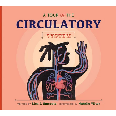 A Tour of the Circulatory System