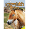 Przewalski's Horses