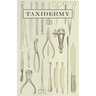 Taxidermy