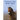 Forever the Wild Mare: 55th Anniversary Edition