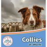Collies at Work