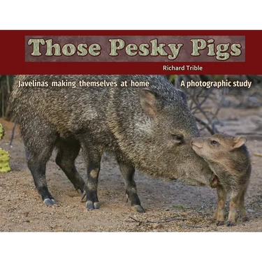 Those Pesky Pigs: Javelinas making themselves at home A photographic study