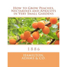 How to Grow Peaches, Nectarines and Apricots in Very Small Gardens: 1886