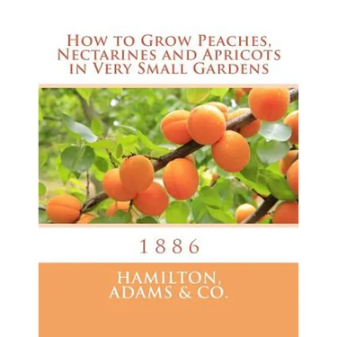 How to Grow Peaches, Nectarines and Apricots in Very Small Gardens: 1886