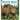 Brown Bears