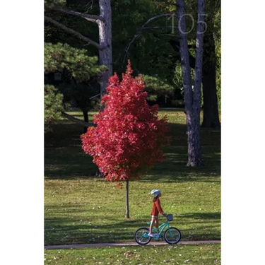 105 Meadowlark Reader: Bicycle Stories