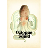 Octopus & Squid: Drawing and Tattoo Reference