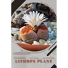 Lithops Plant: Plant Guide