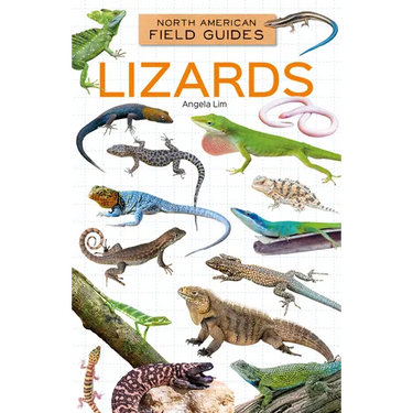 Lizards