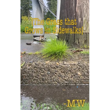 The Grass that Grows in Sidewalks