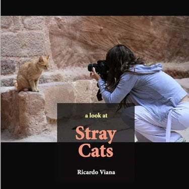 Stray cats: a look at