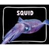 Squid