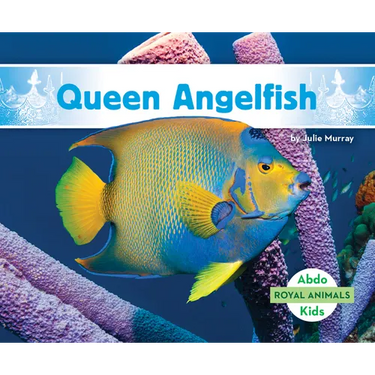 Queen Angelfish