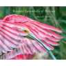 Roseate Spoonbills of Bolivar