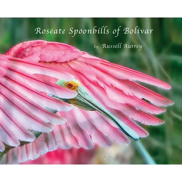 Roseate Spoonbills of Bolivar