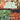 I Spy Colors at the Farmer's Market
