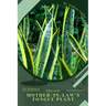 Mother-in-law's Tongue Plant: Plant Guide