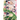 Konohana Kitan, Volume 13