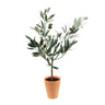 Potted Olive Tree Topiary 22"H