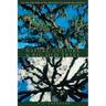 Nature, Culture, and Big Old Trees: Live Oaks and Ceibas in the Landscapes of Louisiana and Guatemala