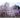 Lavender Fields of America: A New Crop of American Farmers