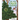 The Very Eager Evergreen