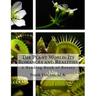 The Plant World: Its Romances and Realities: A Reading Book of Botany