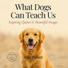 What Dogs Can Teach Us: Inspiring Quotes & Beautiful Images