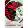 Poinsettia Plant: Plant Guide