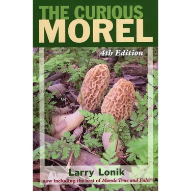 Curious Morel