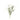 White Plume Bush (Set of 2)