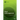Plant Embryogenesis