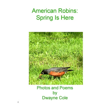 American Robins
