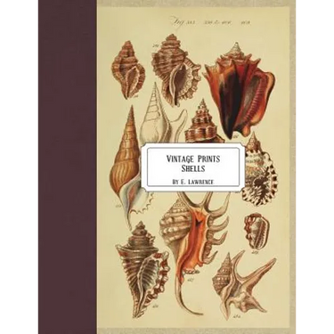 Vintage Prints: Shells