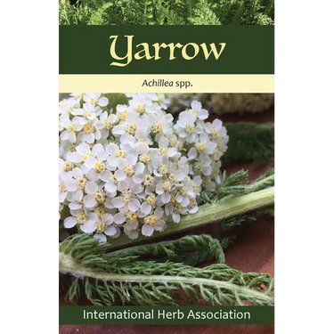 Yarrow: Herb of the Year(TM) 2024