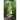 Summer of Love: The Return