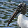 The Wood Stork: A Graceful Bird