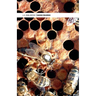 Queen Rearing