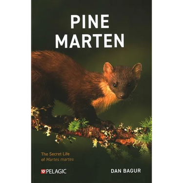 Pine Marten: The Secret Life of Martes Martes